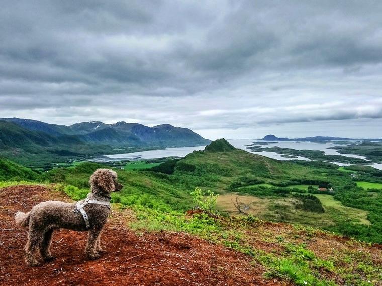 Urlaub Hund Norwegen