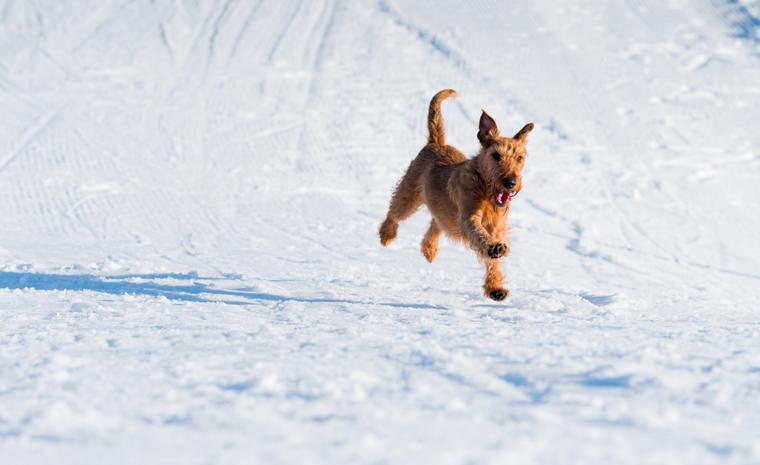urlaub mit hund in osterreich im ferienhaus novasol de