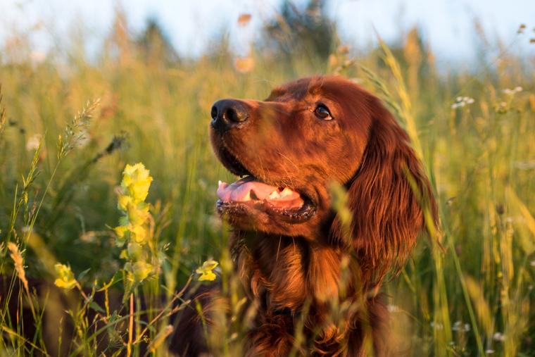 Urlaub Schweiz mit Hund