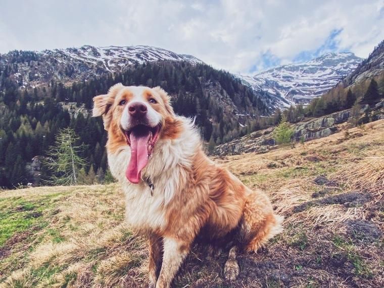 Urlaub mit Hund Schweiz