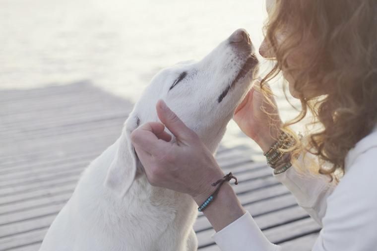 urlaub mit hund direkt am meer
