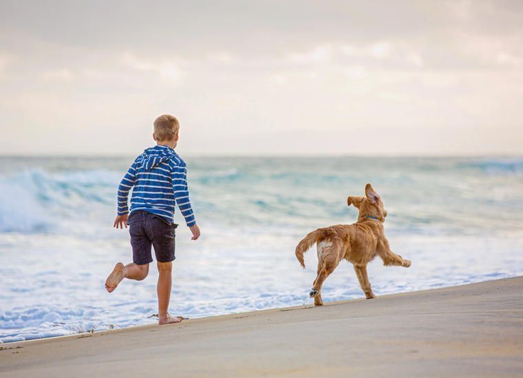 Ferienhäuser für den Urlaub mit Hund Darß NOVASOL.de
