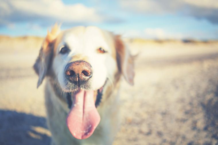Urlaub mit Hund am Meer im Ferienhaus NOVASOL.de