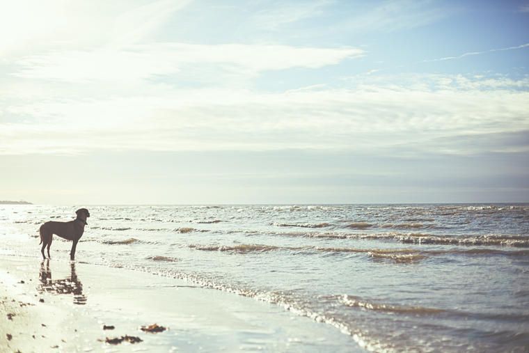 Urlaub im Ferienhaus Bornholm mit Hund NOVASOL.de