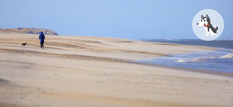 Hundestrand Dänemark