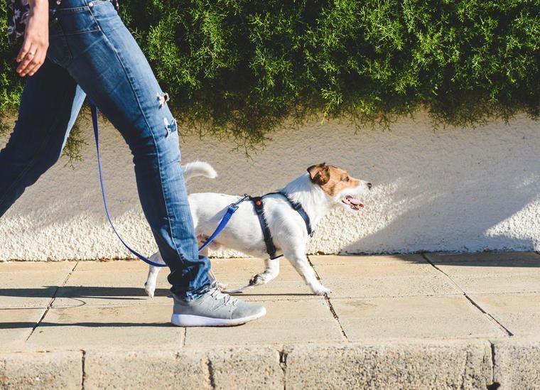 Büsum mit Hund Unterkünfte und Ausflugsziele NOVASOL.de