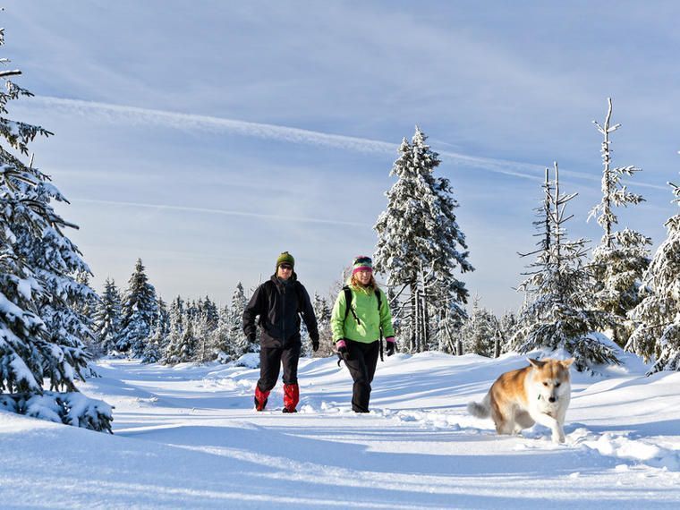 Silvester mit Hund im Ferienhaus NOVASOL.de