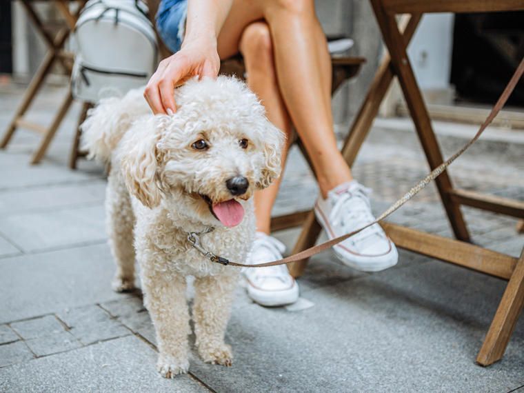 Urlaub mit Hund im Ferienhaus in Polen NOVASOL.de