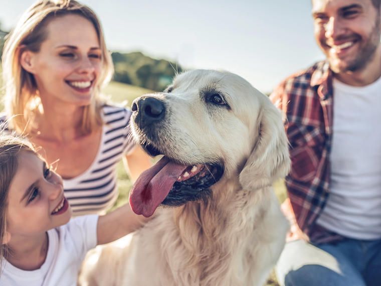 Urlaub im Ferienhaus Schweden mit Hund NOVASOL.de