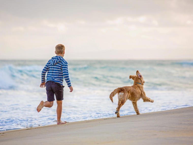 ferienhaus fehmarn mit hund eingezäunt