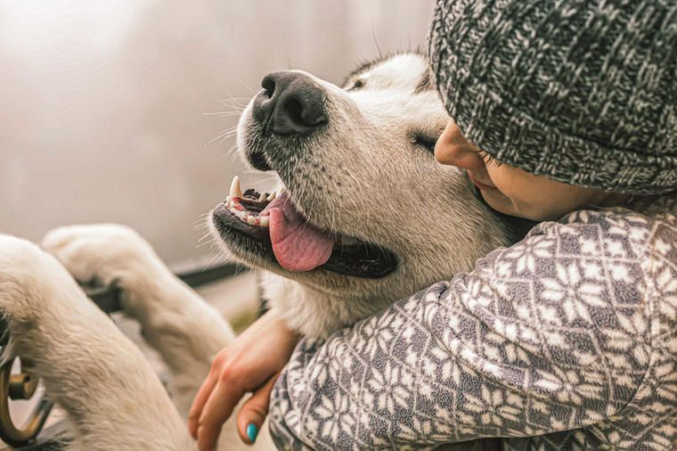 Urlaub im Ferienhaus Schweden mit Hund NOVASOL.de