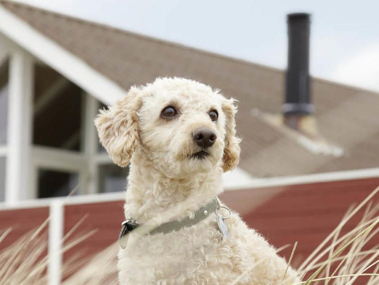 Hundegerechter Urlaub In Holland: Ferienhaus Am Meer