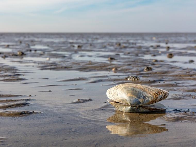 Wattenmeer Nordsee Deutschland