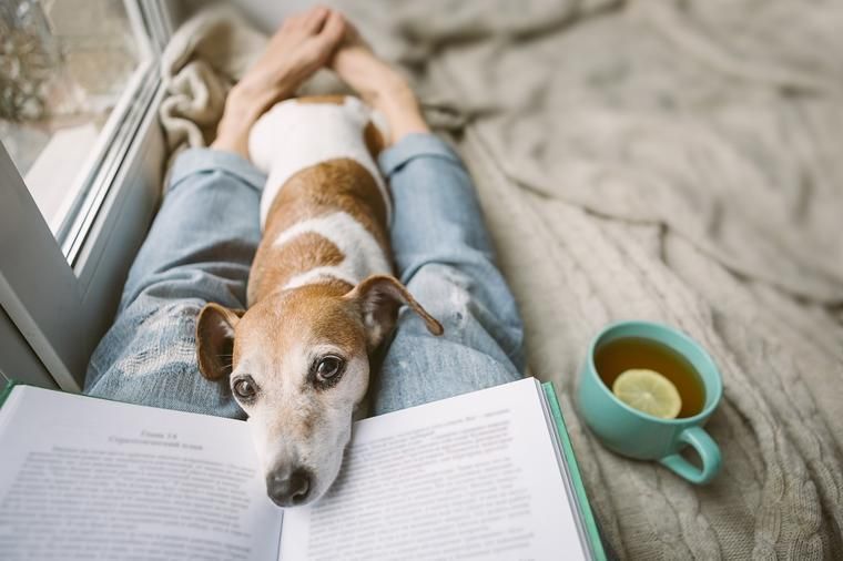 Urlaub mit Hund Nordsee - Tipps und Unterkünfte | NOVASOL.de