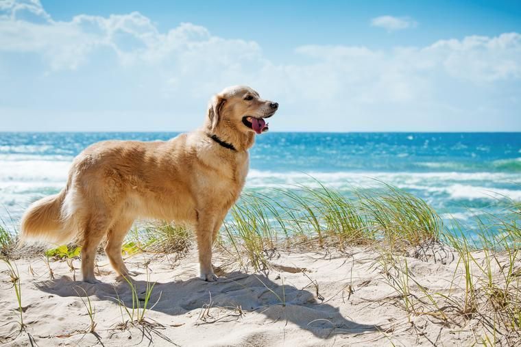 Urlaub mit Hund in Dänemark