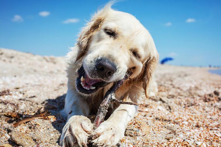 Hundestrände in Italien NOVASOL.de