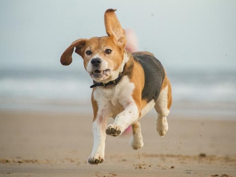 Urlaub mit Hund an der polnischen Ostsee NOVASOL.de