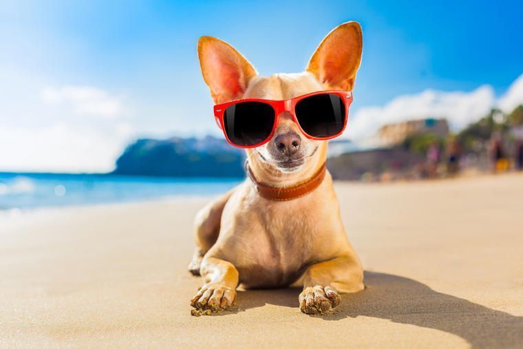 Urlaub mit Hund Italien im Ferienhaus NOVASOL.de