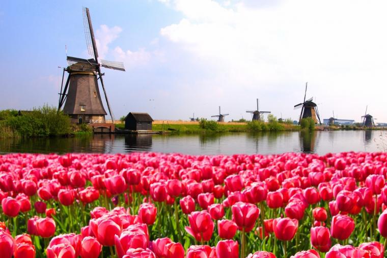 Tulpenfeld Holland