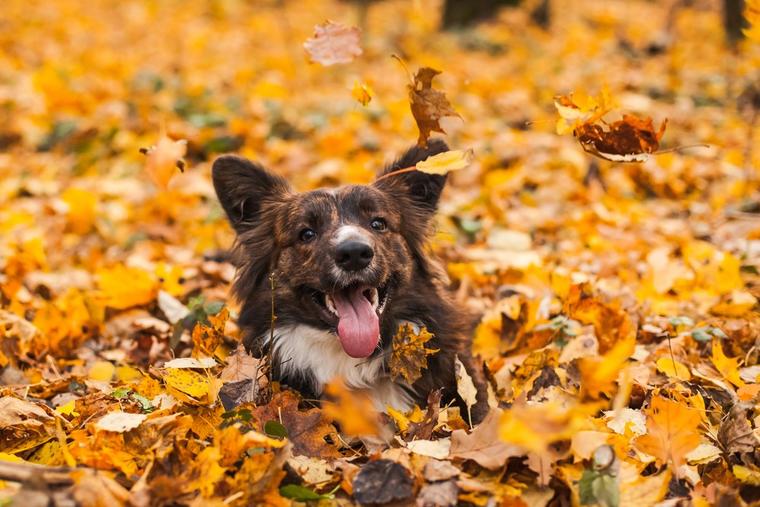 Urlaub mit Hund im Ferienhaus in der Schweiz NOVASOL.de