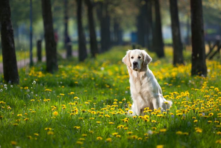 Urlaub mit Hund im Ferienhaus in Polen NOVASOL.de