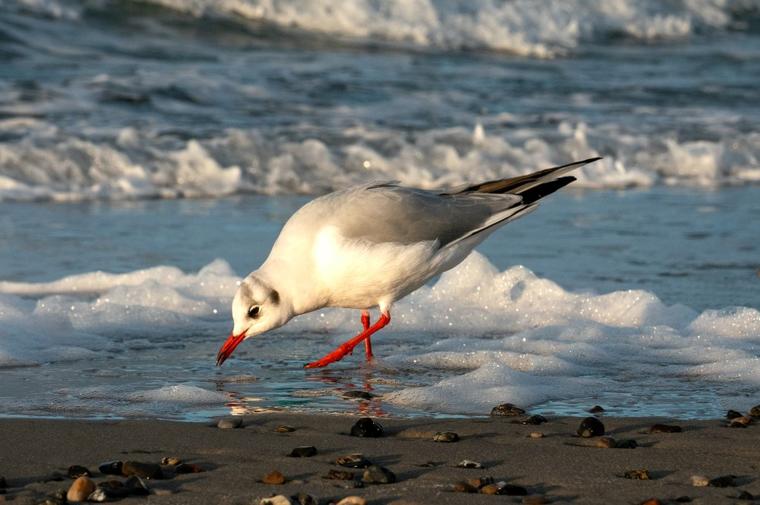 Möwe am Strand Warnemünde