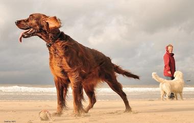 Holland im Herbst mit Hund