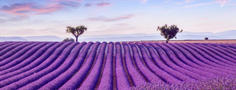 Lavendelfeld Provence Frankreich