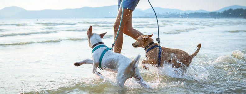 Urlaub am Meer mit Hund