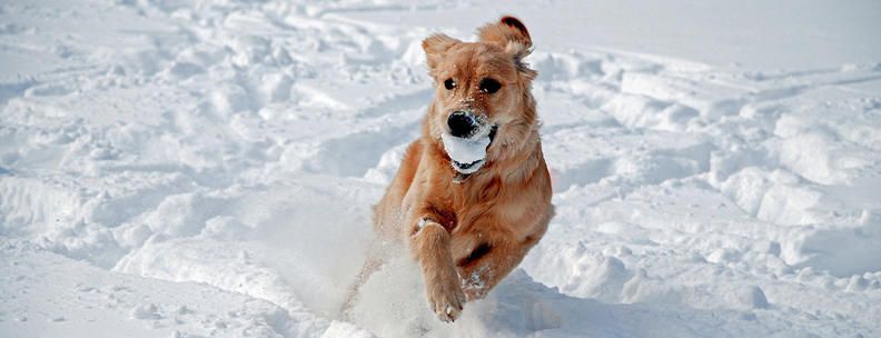 Hund Winterurlaub Sauerland