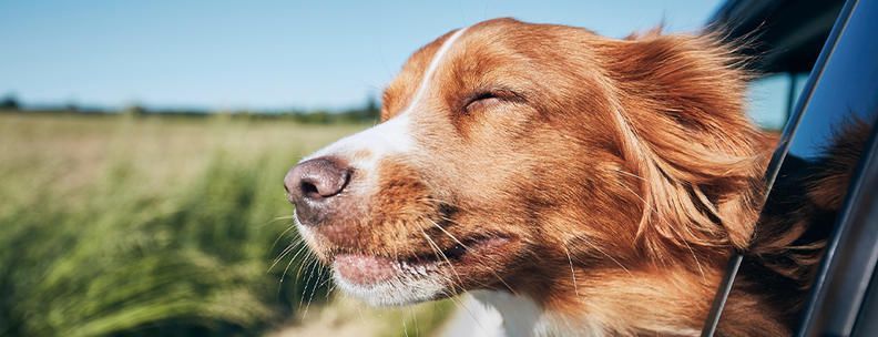 Altefähr Ferienpark Hundefreundlich