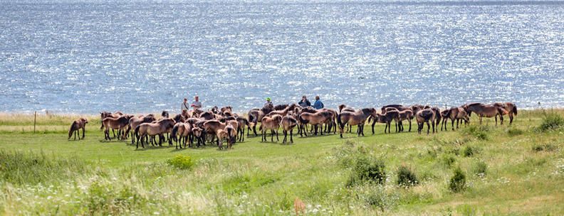 Wildpferde Langeland Dänemark