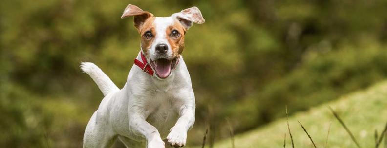 Hund auf Wiese