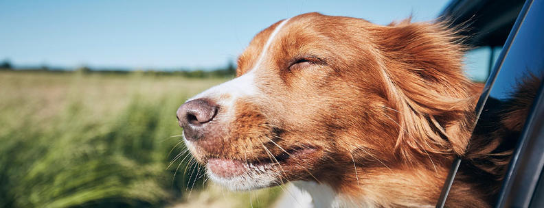 Mit dem Hund ins Ferienhaus