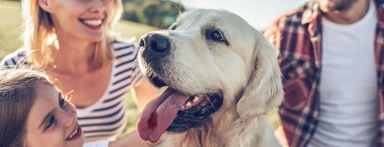 Hund mit Familie