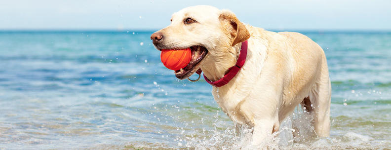 Hund am Meer