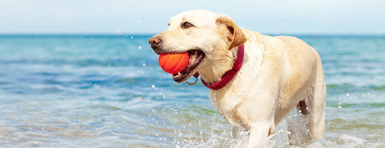 Hund spielt am Hundestrand