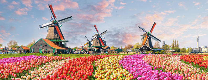 Tulpenfeld Holland