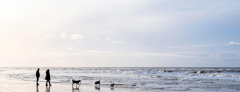 Hund am Strand Prora