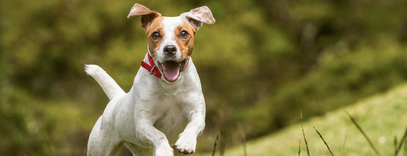 Hund auf Wiese