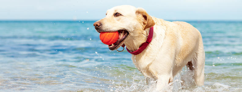 Hund Strand