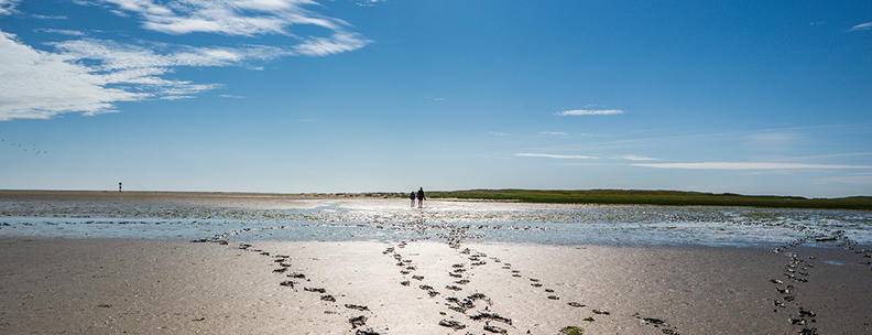 Wattwanderung am NordseeResort Tossens