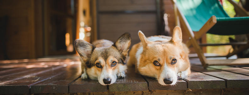 Hunde im Ferienpark