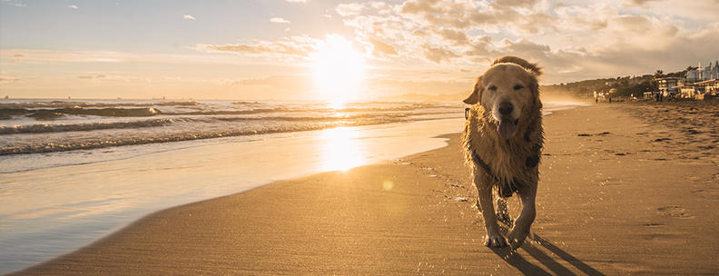 Hund im Urlaub in Spanien am Meer